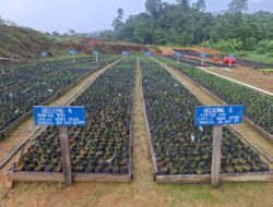 PT Sanjung Makmur Estate Betayau Terus Meningkatkan Produktivitas dengan Penanaman Baru di Tahun 2025/2026
